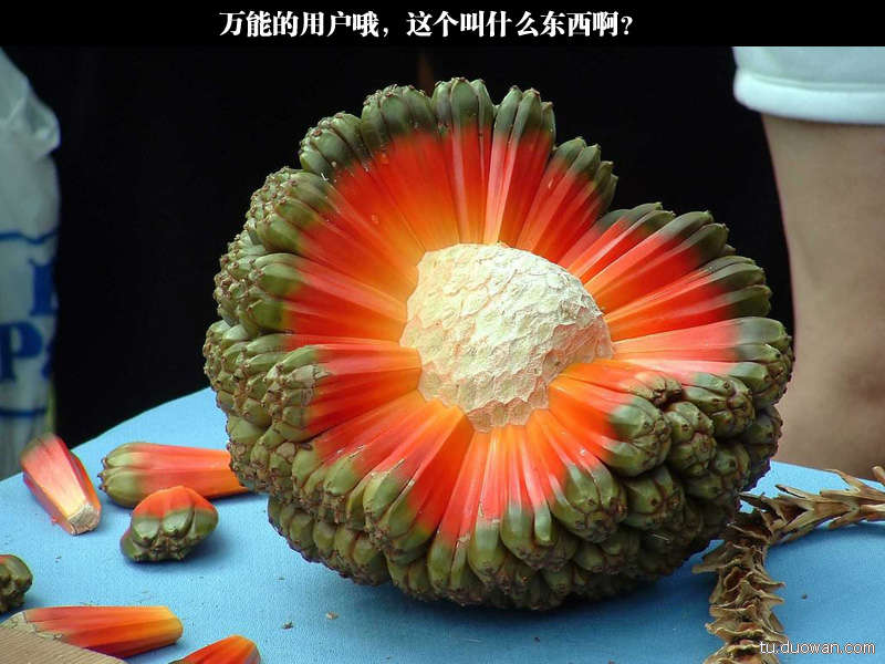 NBA晚报:勇士大胜雷霆 霍纳塞克将任尼克斯主