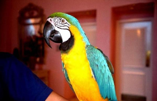 同样是主角!盘点那些足球场上的任性裁判(3)